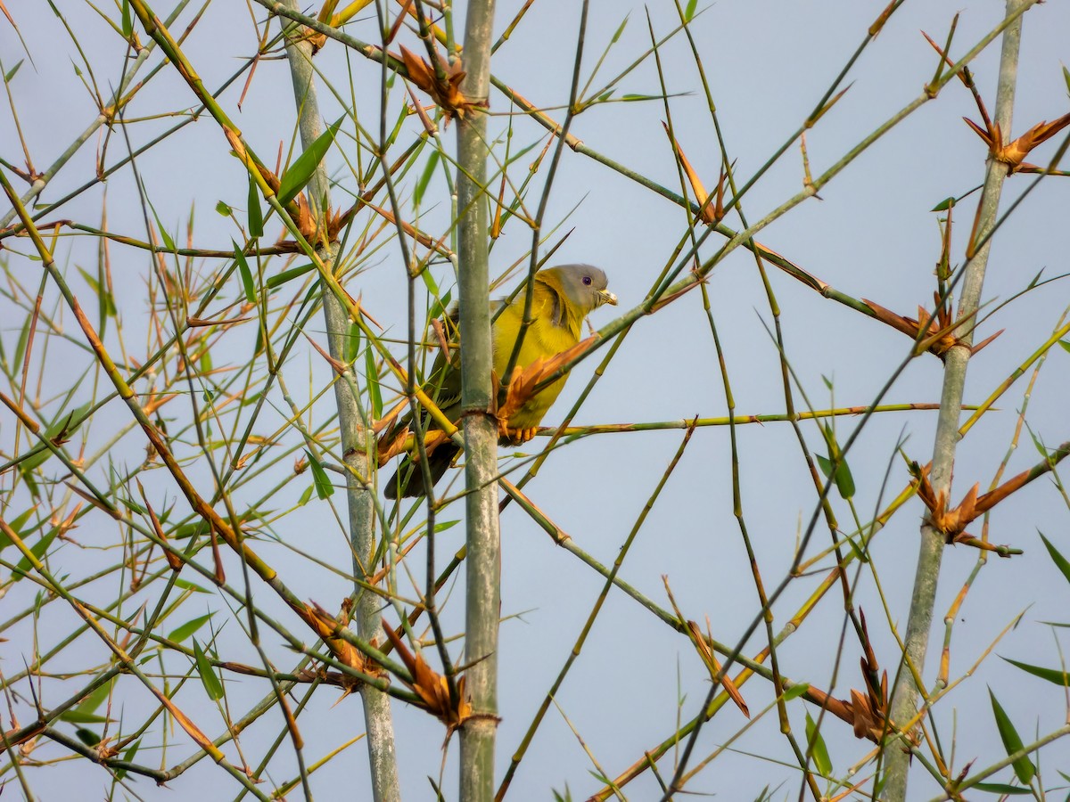 Yellow-footed Green-Pigeon - ML643532532