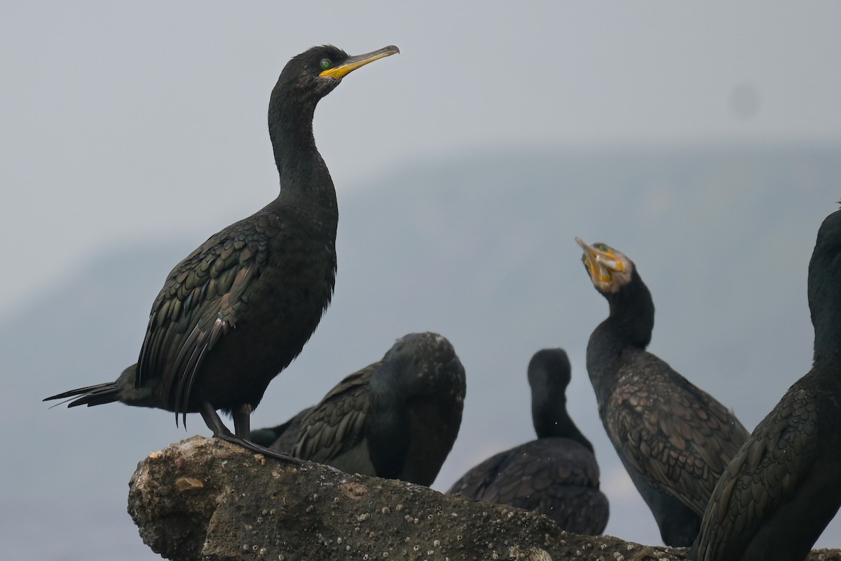 European Shag - ML643532543