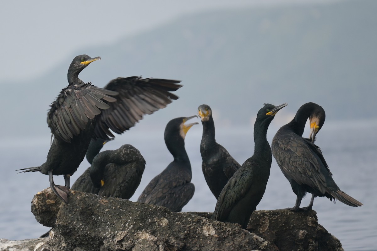 European Shag - ML643532545