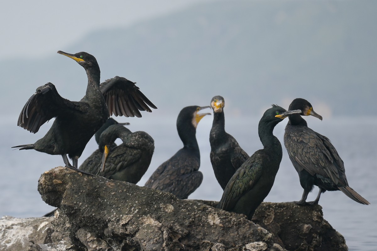 European Shag - ML643532546