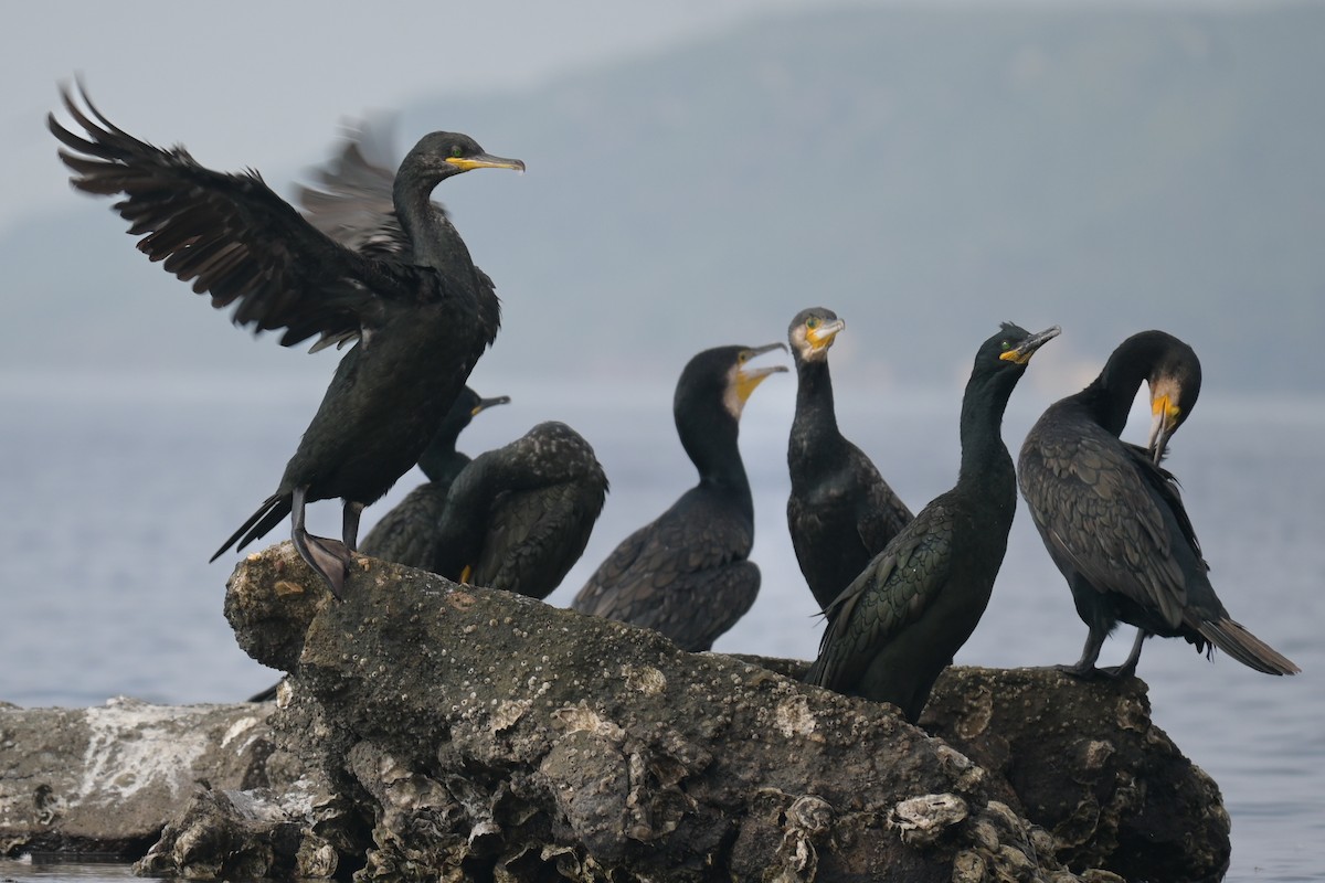 European Shag - ML643532547