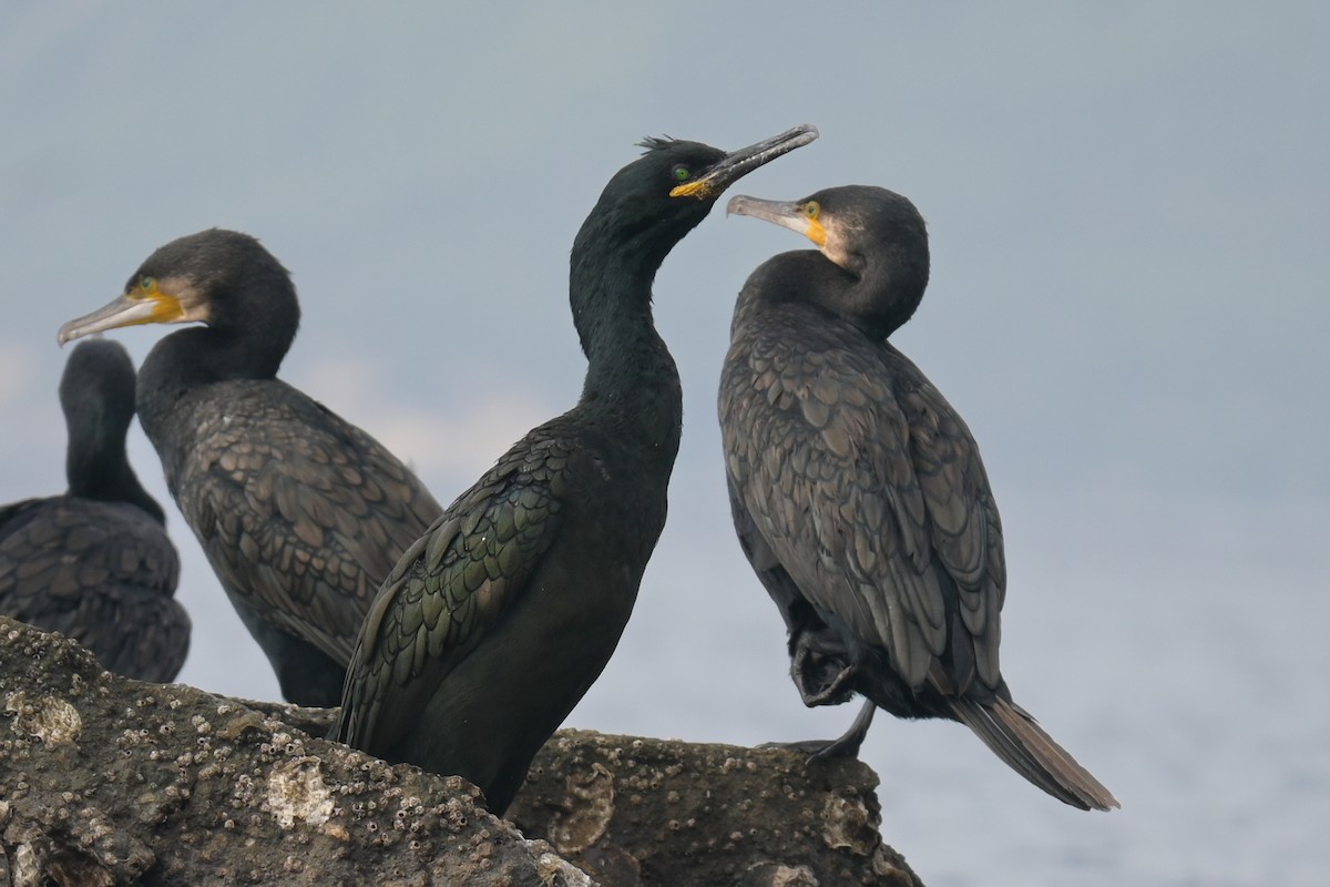 European Shag - ML643532548