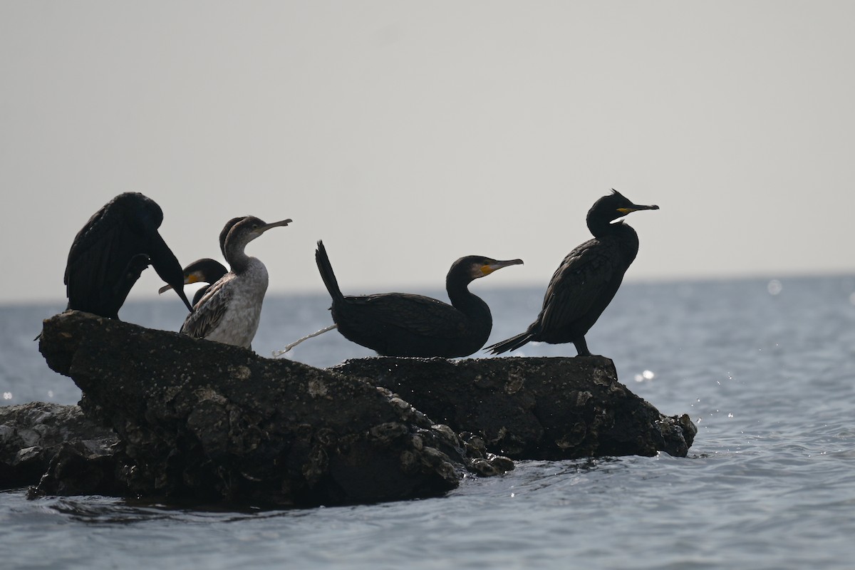 Great Cormorant - ML643532573
