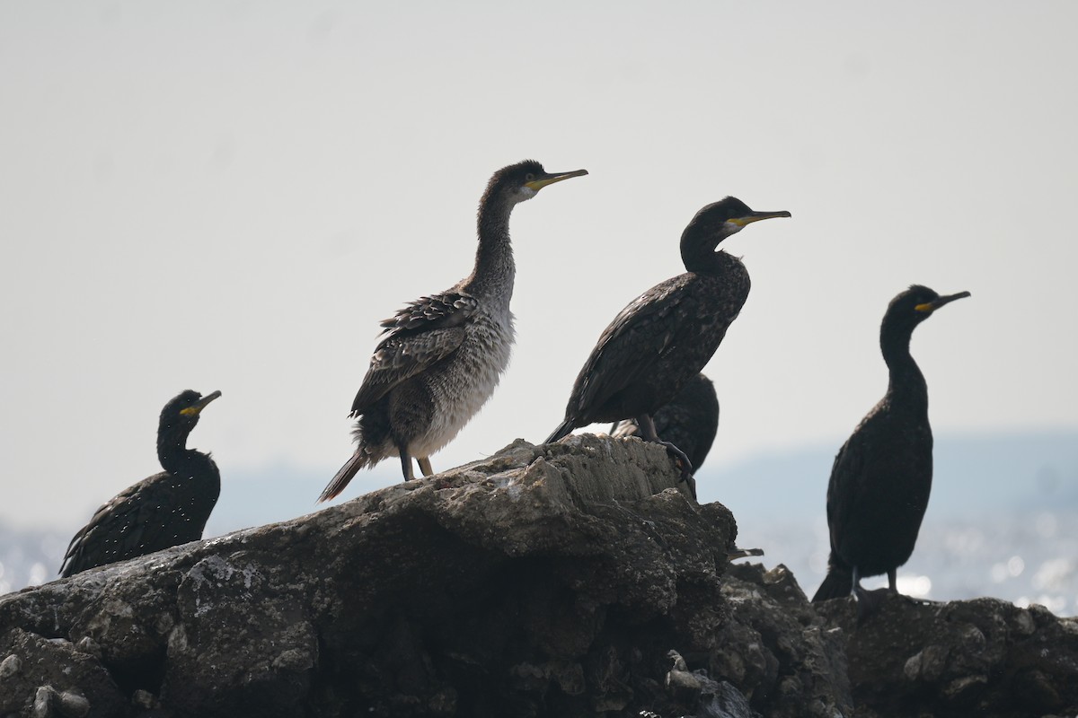 European Shag - ML643532575