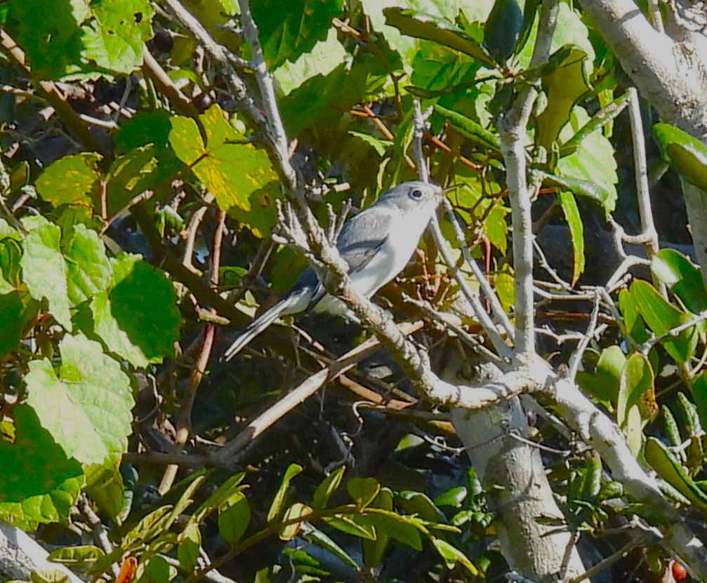 Blue-gray Gnatcatcher - ML643532585