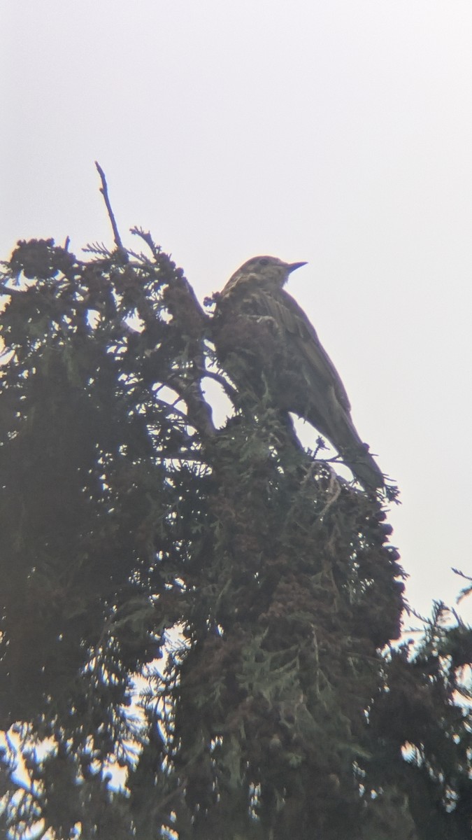 Mistle Thrush - ML643532591