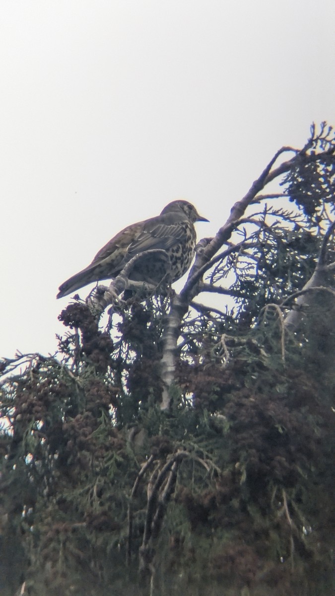 Mistle Thrush - ML643532593