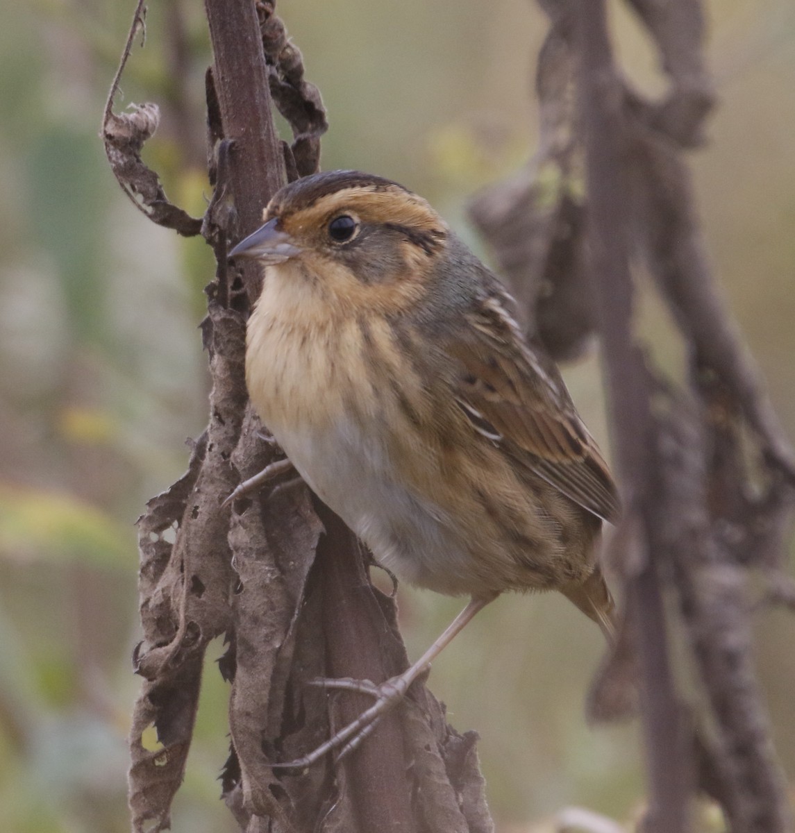 Nelson's Sparrow - ML643532594