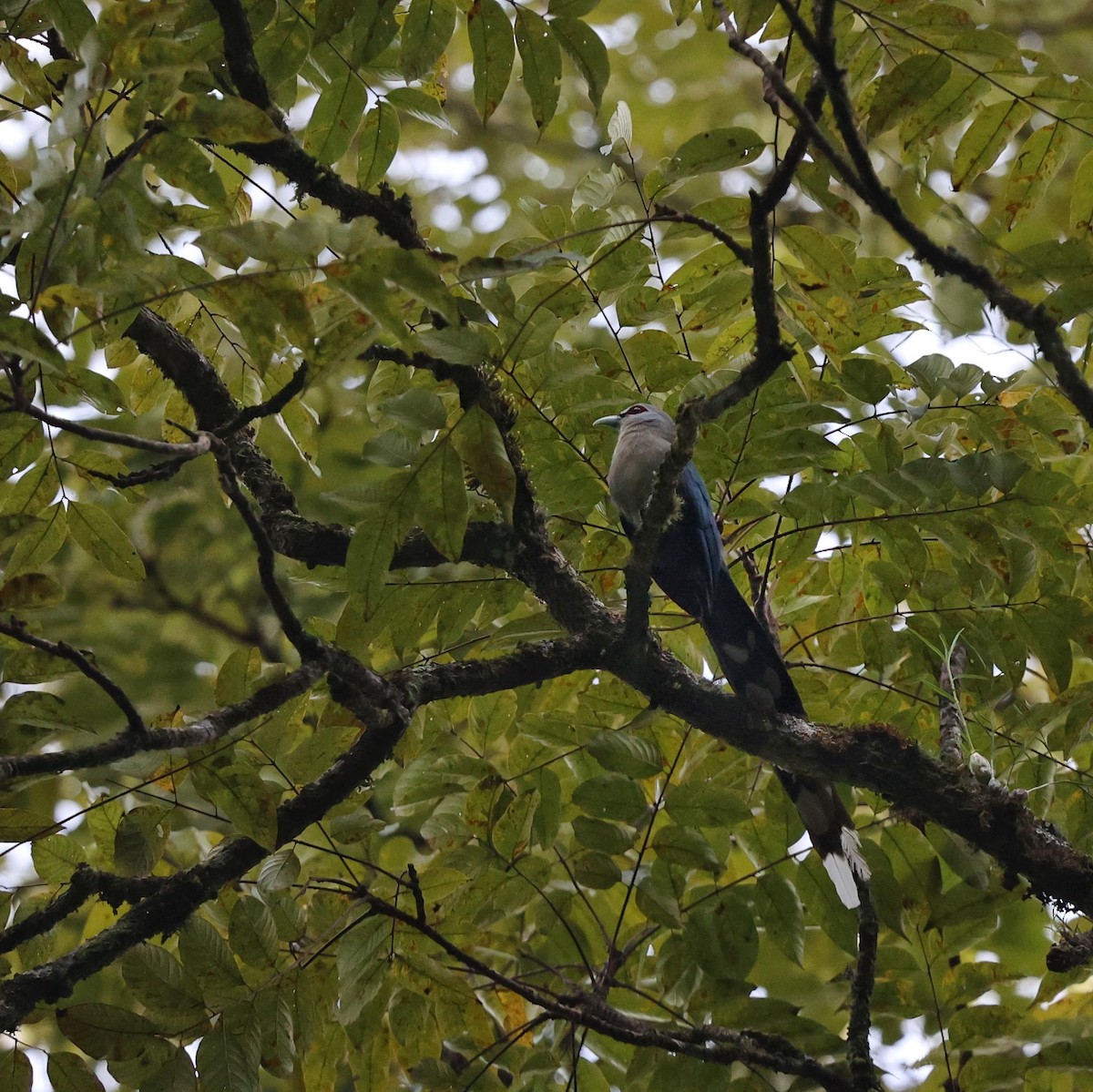 Green-billed Malkoha - ML643532595