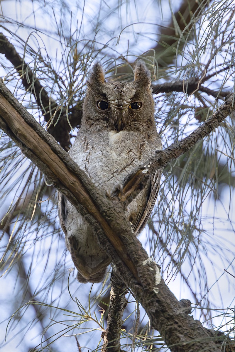 コノハズク - ML643532596