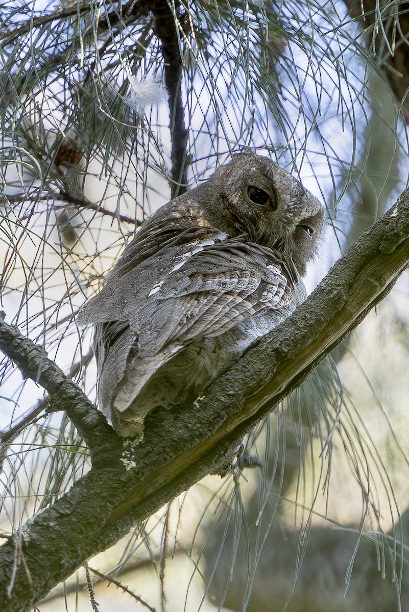 コノハズク - ML643532597