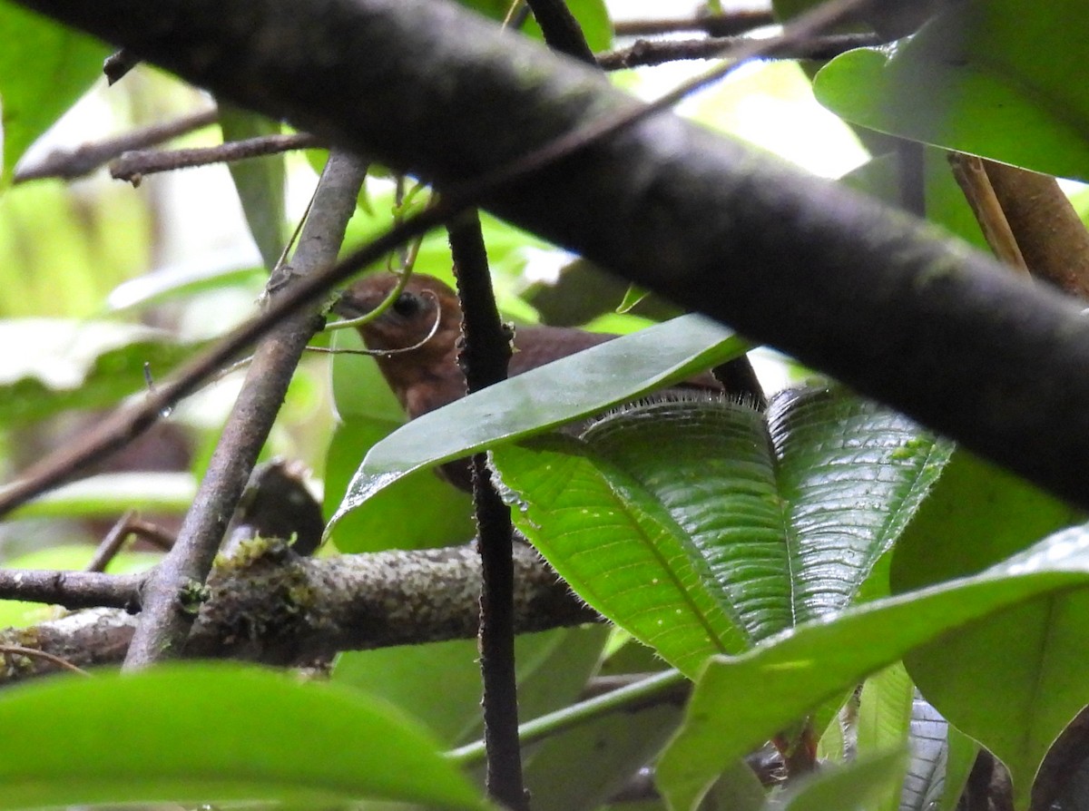 Musician Wren - ML643532599