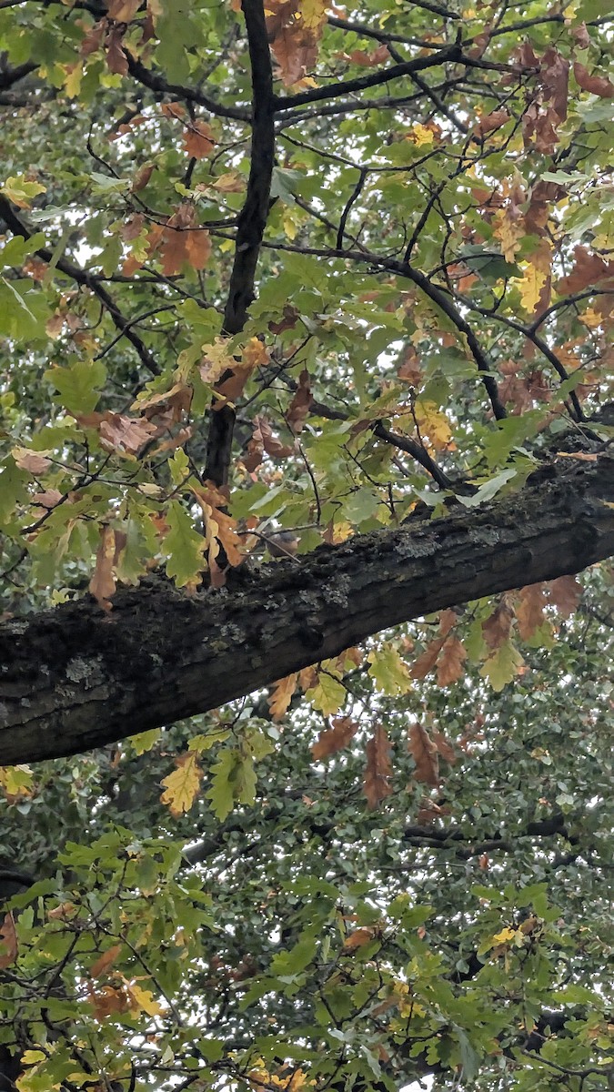 Garrapo eurasiarra - ML643532604