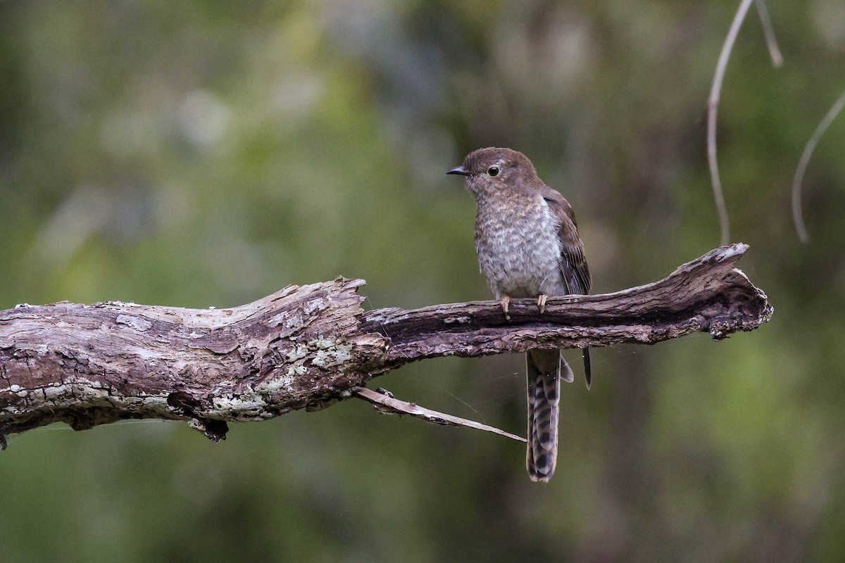 Fan-tailed Cuckoo - ML643532657