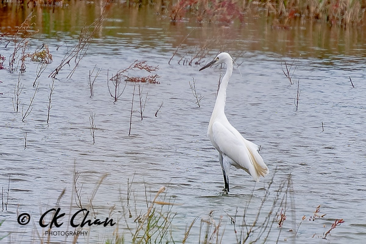 小白鷺 - ML643532662