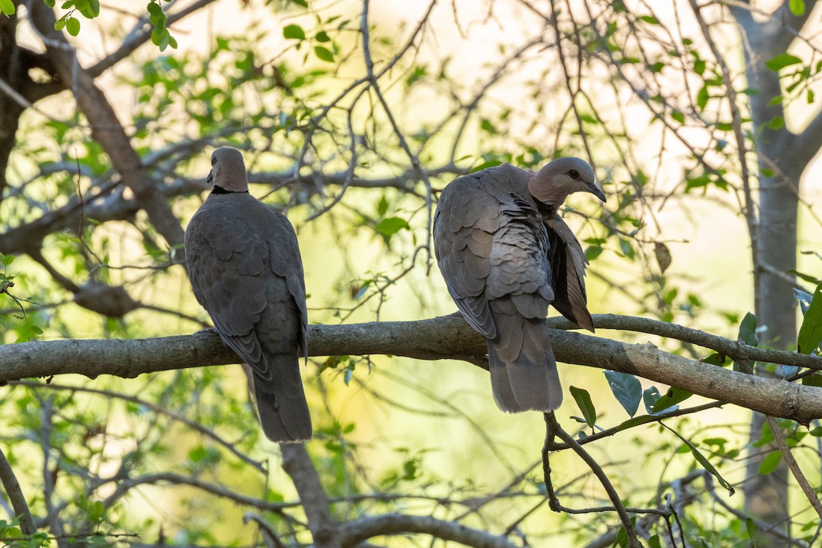 Ring-necked Dove - ML643532667