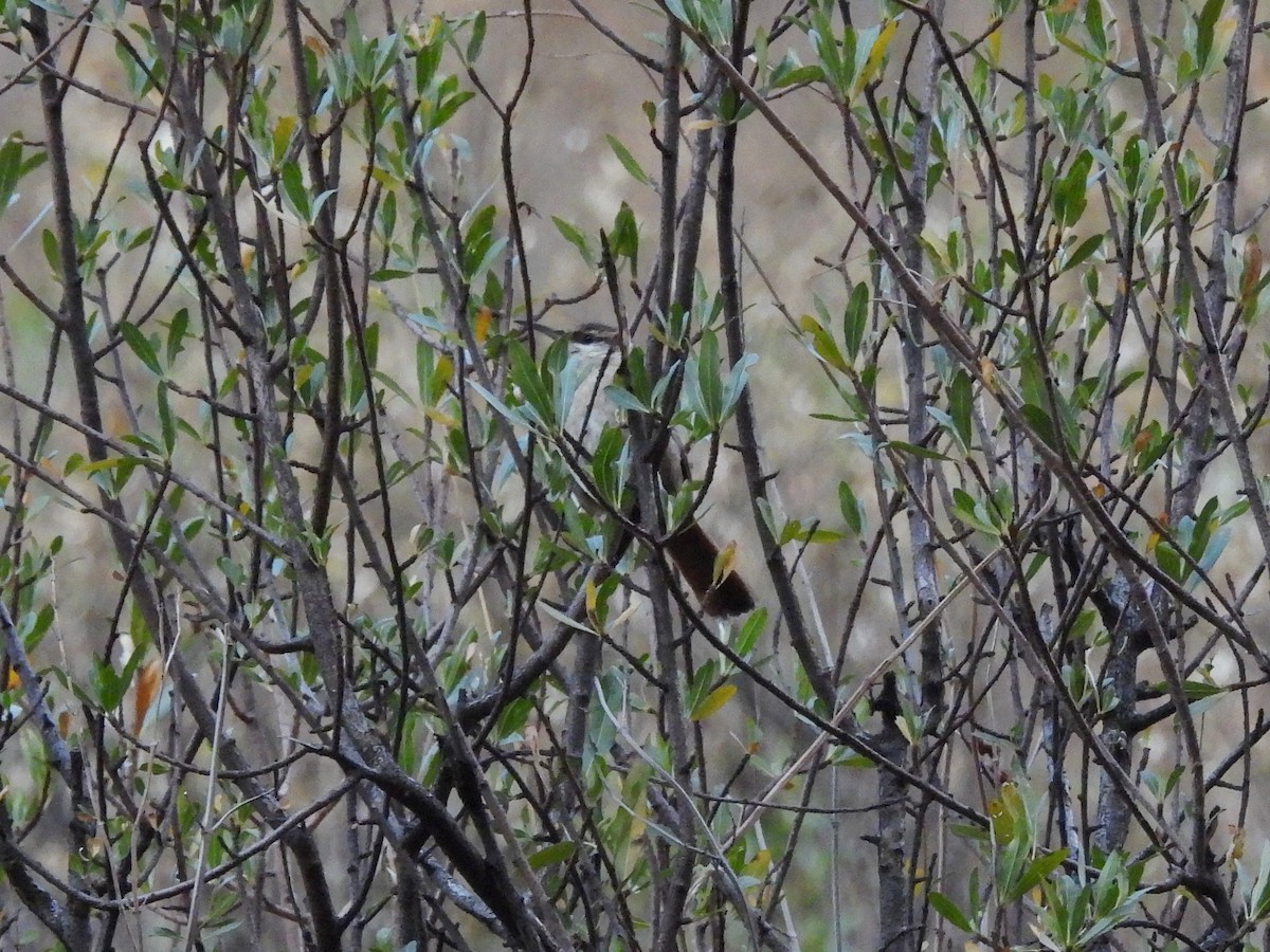 Bolivian Earthcreeper - ML643532703