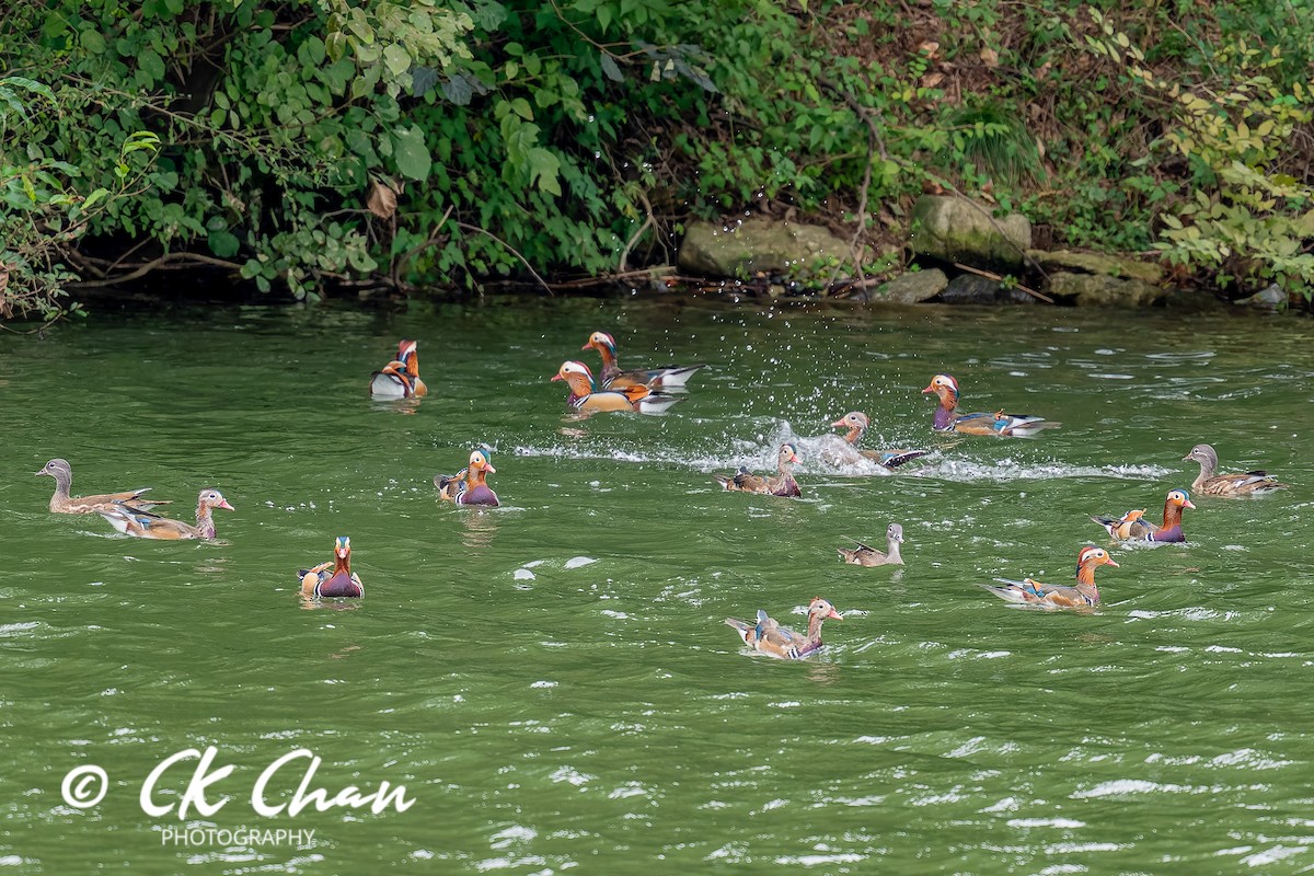 Mandarin Duck - ML643532704