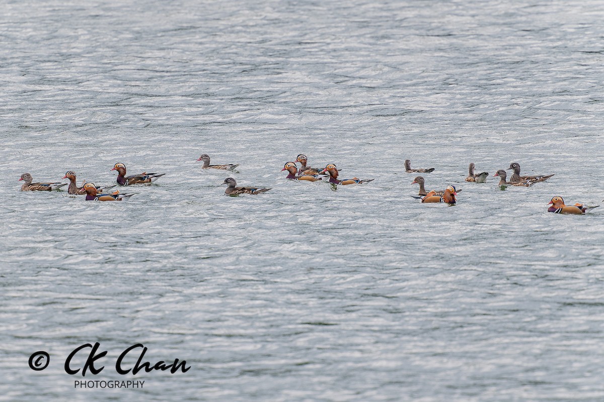 Mandarin Duck - ML643532707