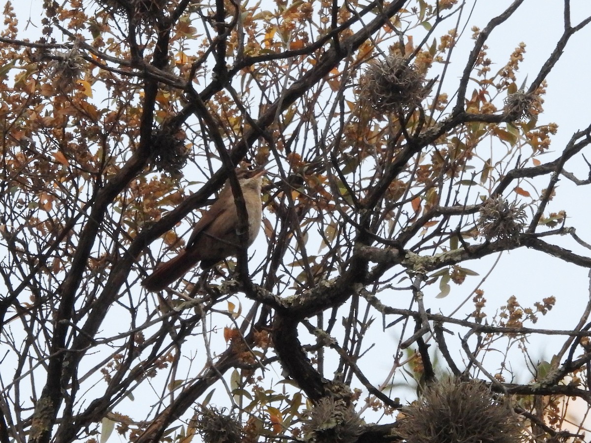 Bolivian Earthcreeper - ML643532717