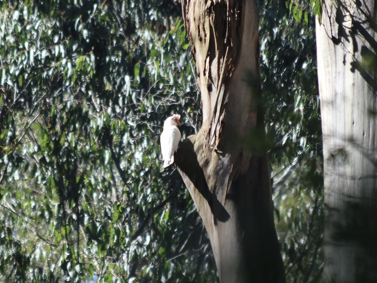 Long-billed Corella - ML643532731