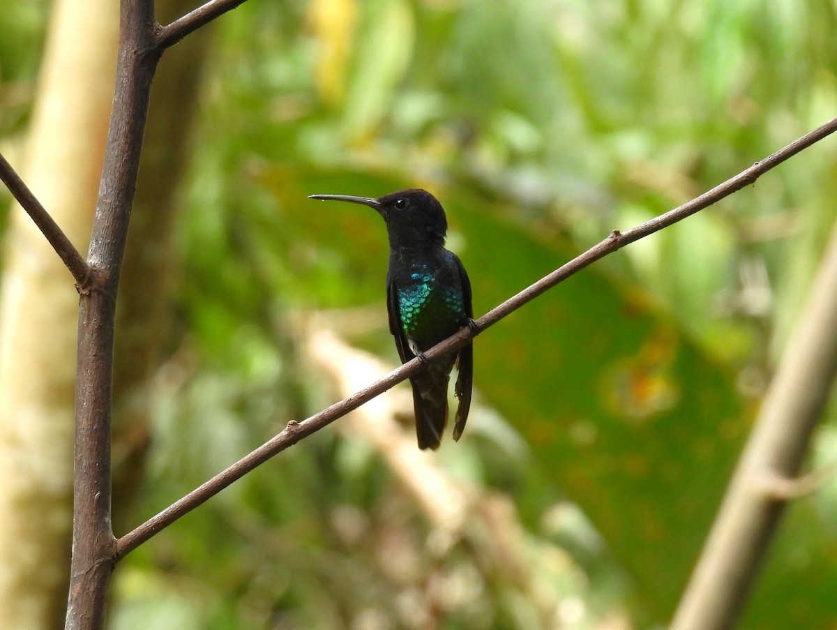 Golden-tailed Sapphire - ML643532736