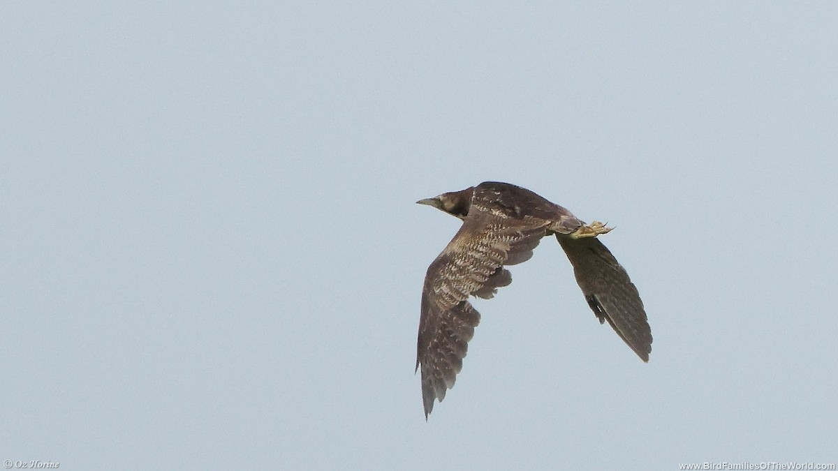 Australasian Bittern - ML643532740