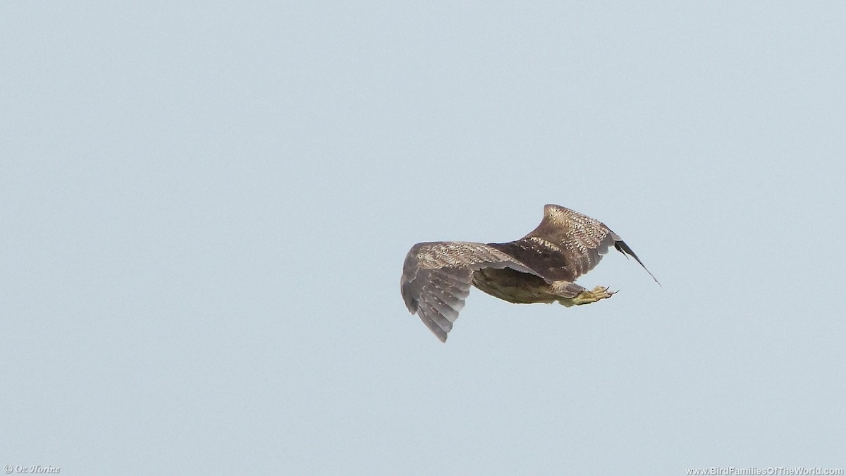 Australasian Bittern - ML643532741