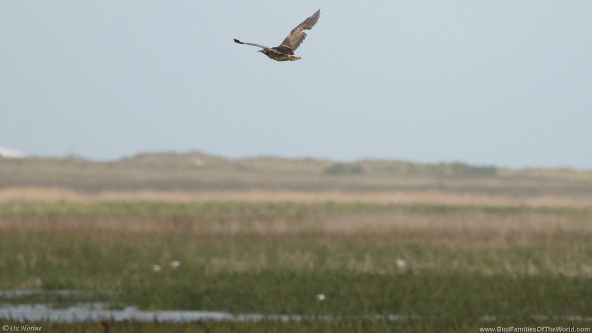 Australasian Bittern - ML643532742