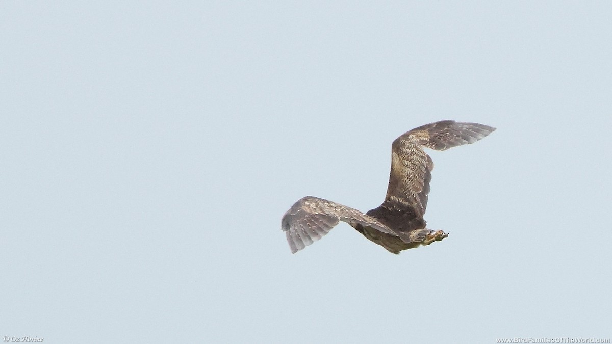 Australasian Bittern - ML643532743