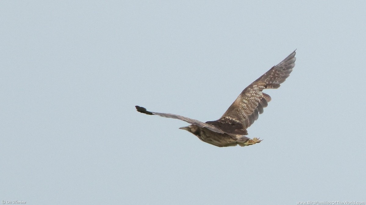 Australasian Bittern - ML643532744