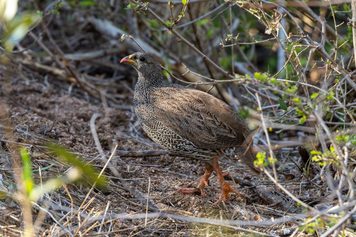 Natal Spurfowl - ML643532748