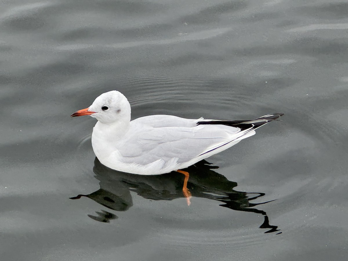 Antxeta mokogorria - ML643532754