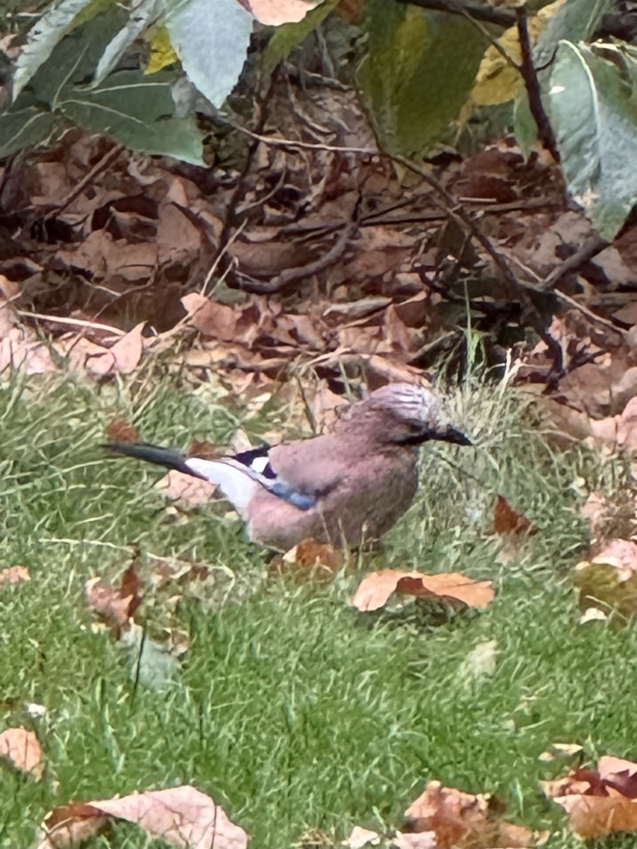 Eskinosoa (eurasiarra) - ML643532758