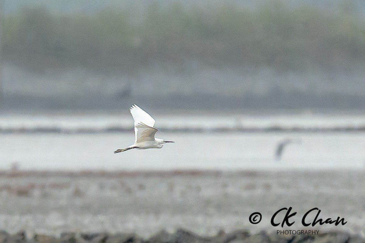 小白鷺 - ML643532777