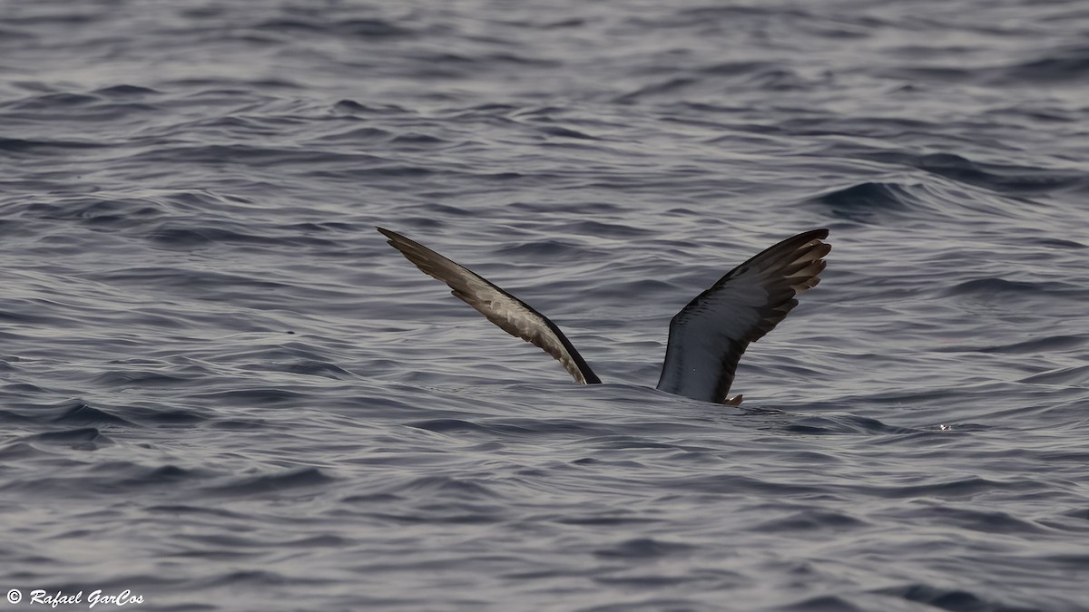Cory's/Scopoli's Shearwater - ML643532787