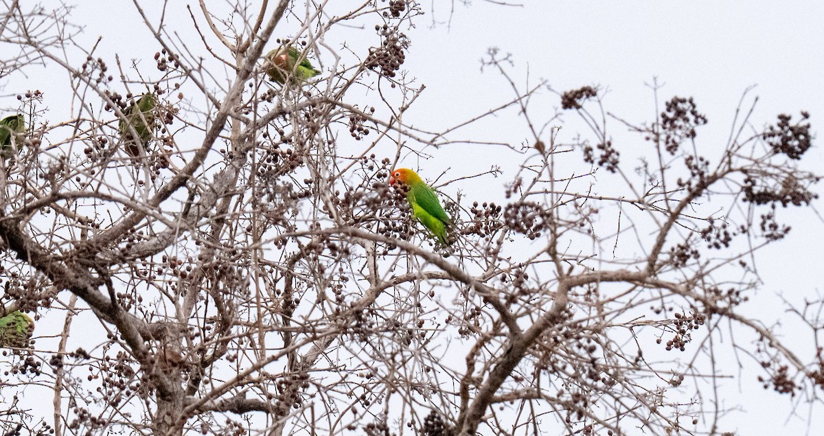 Lilian's Lovebird - ML643532788