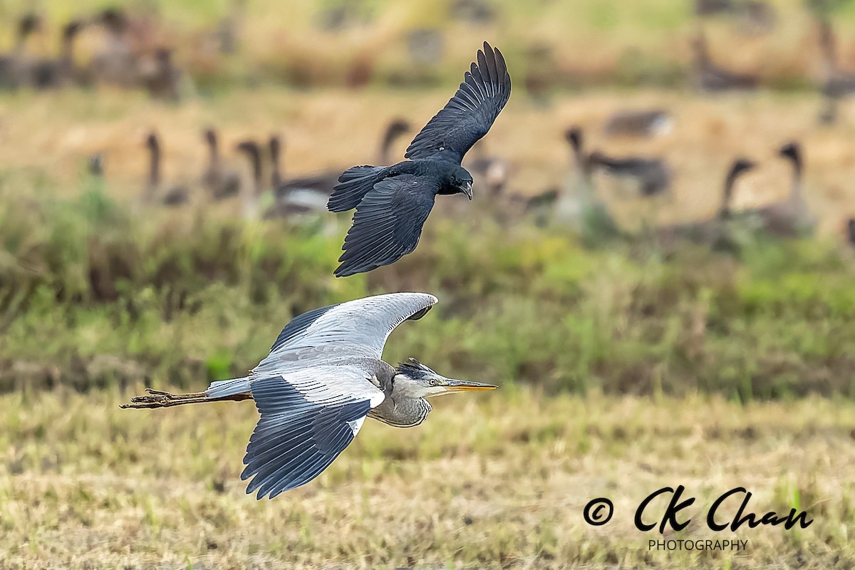Gray Heron - ML643532790