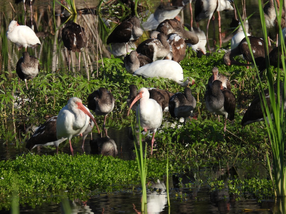White Ibis - ML643532791