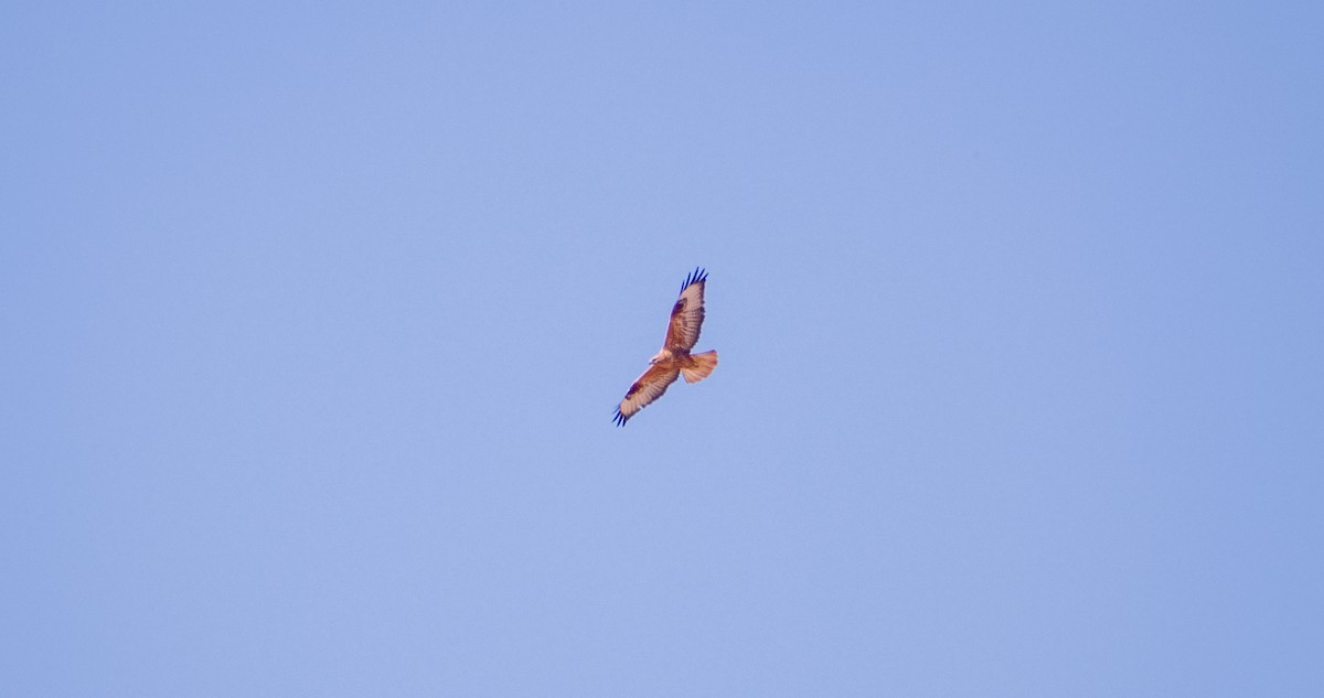 Common Buzzard - ML643532793