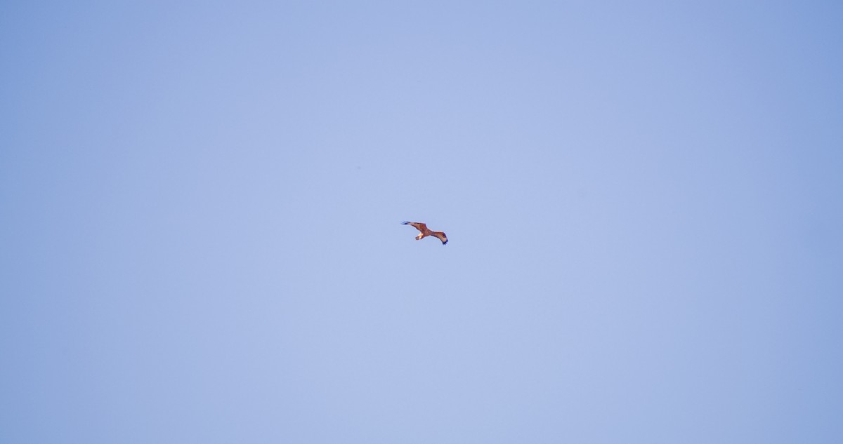 Common Buzzard - ML643532795