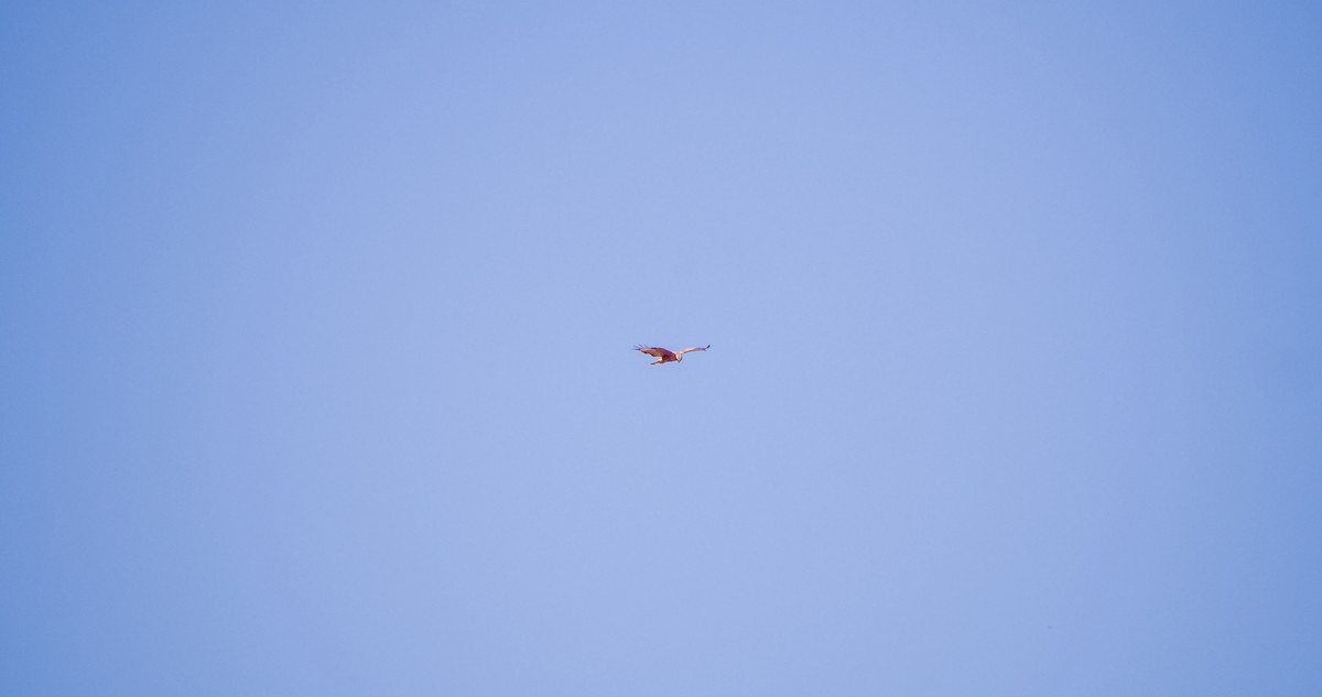 Common Buzzard - ML643532796