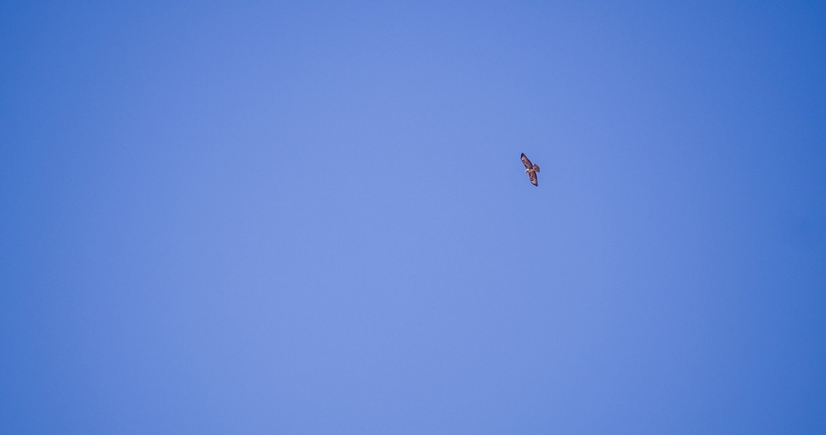 Common Buzzard - ML643532797