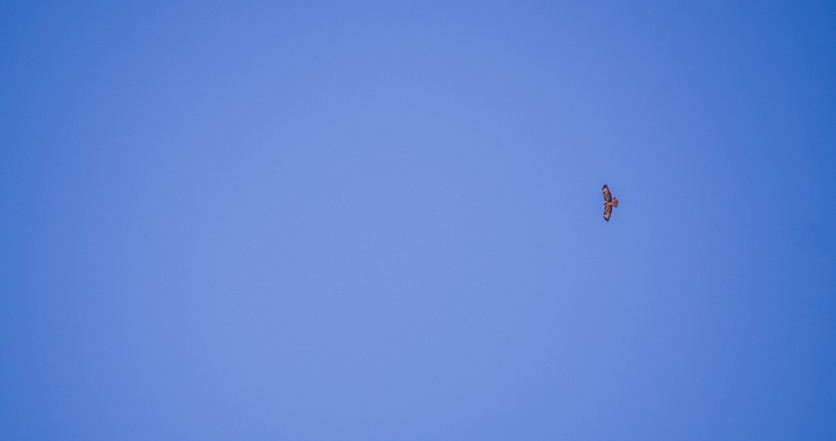 Common Buzzard - ML643532798