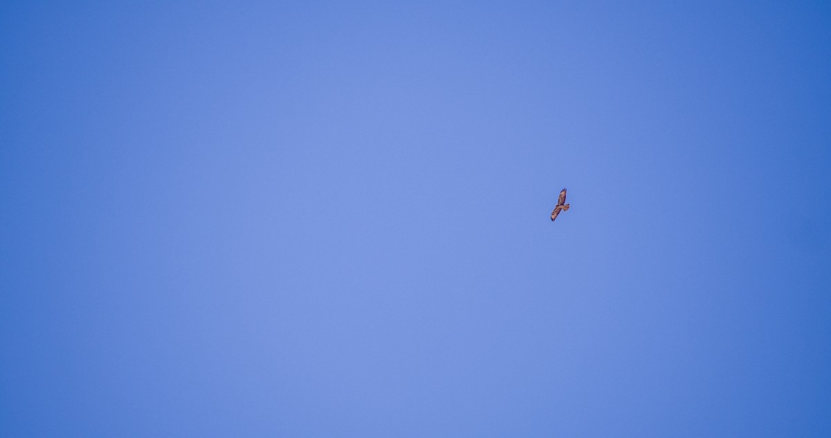Common Buzzard - ML643532799