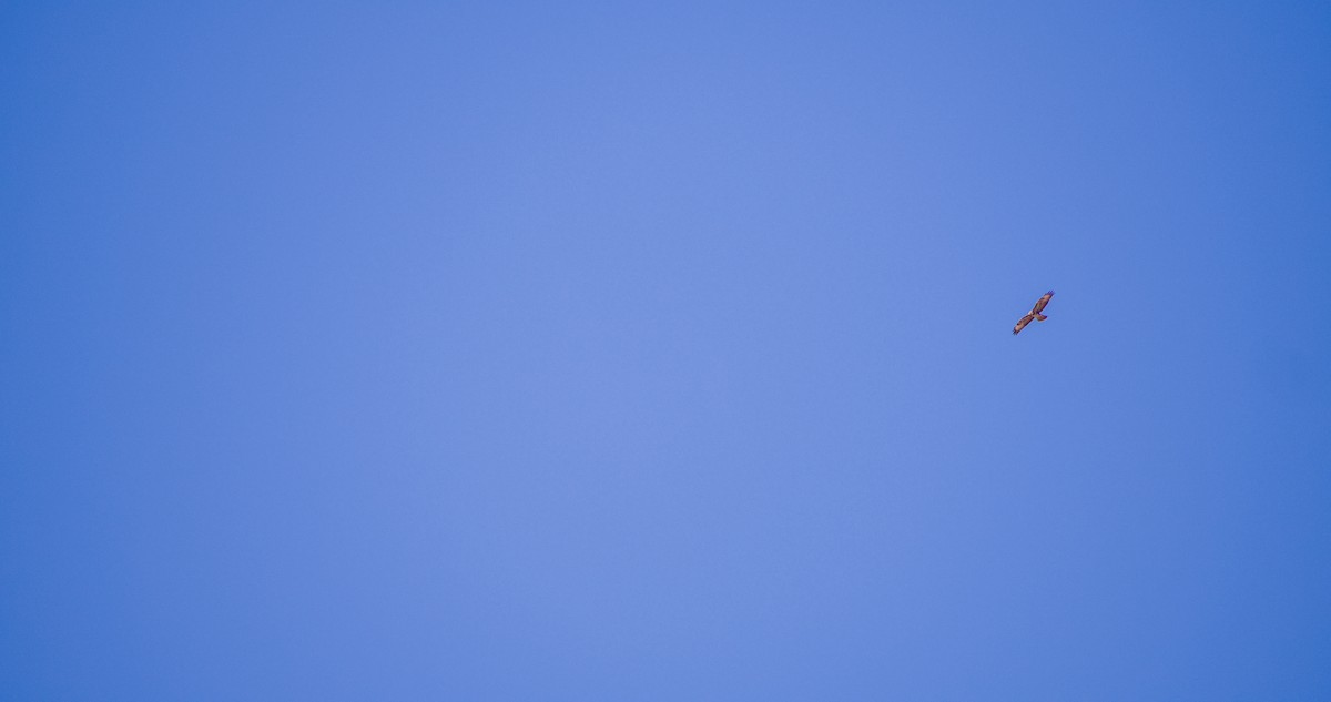 Common Buzzard - ML643532800