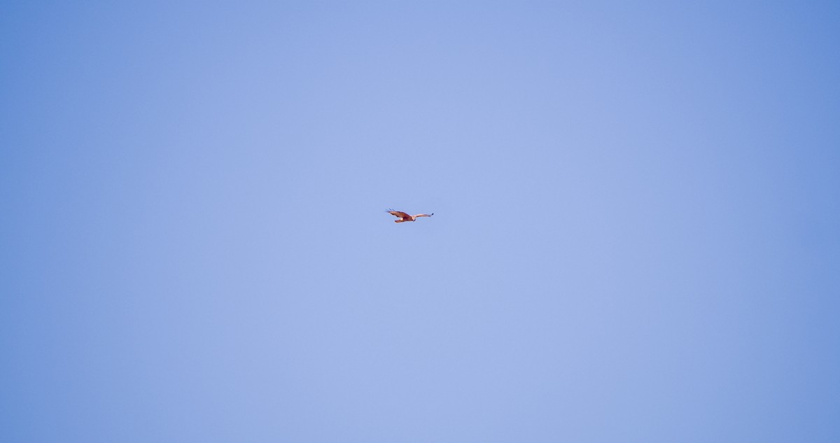 Common Buzzard - ML643532801