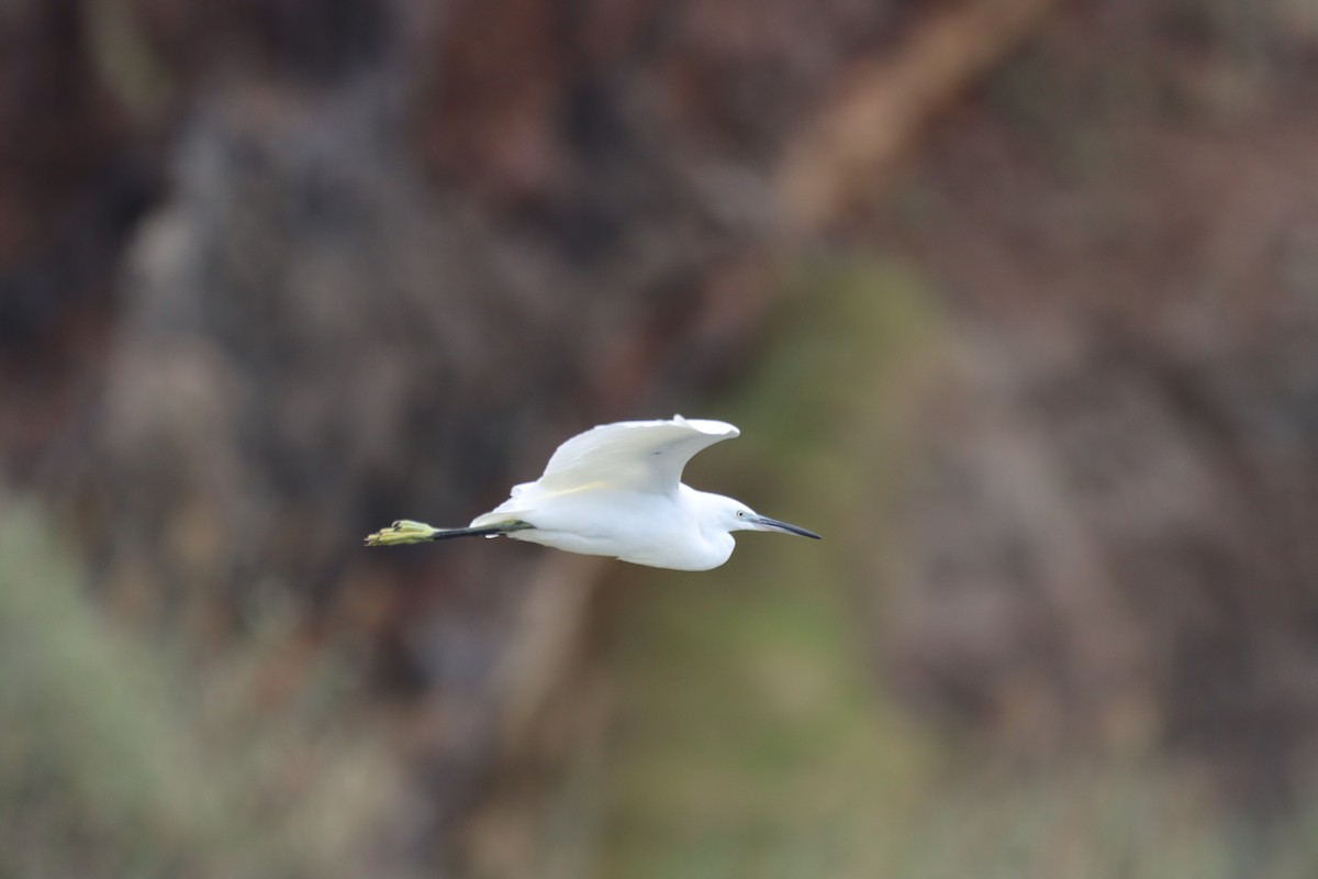 Little Egret - ML643532802