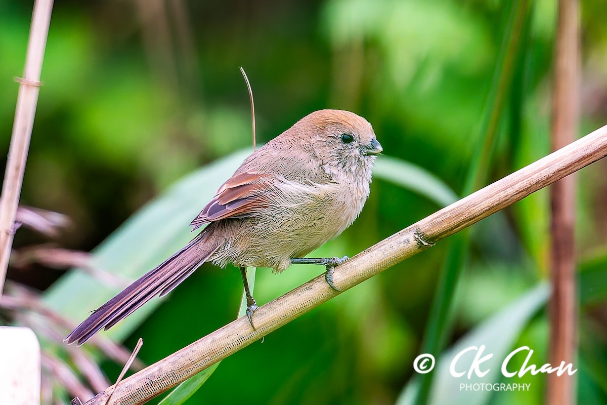 Vinous-throated Parrotbill - ML643532803