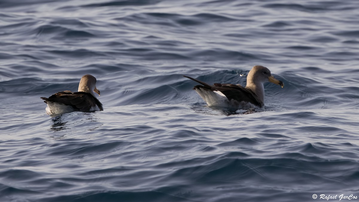 Cory's/Scopoli's Shearwater - ML643532804